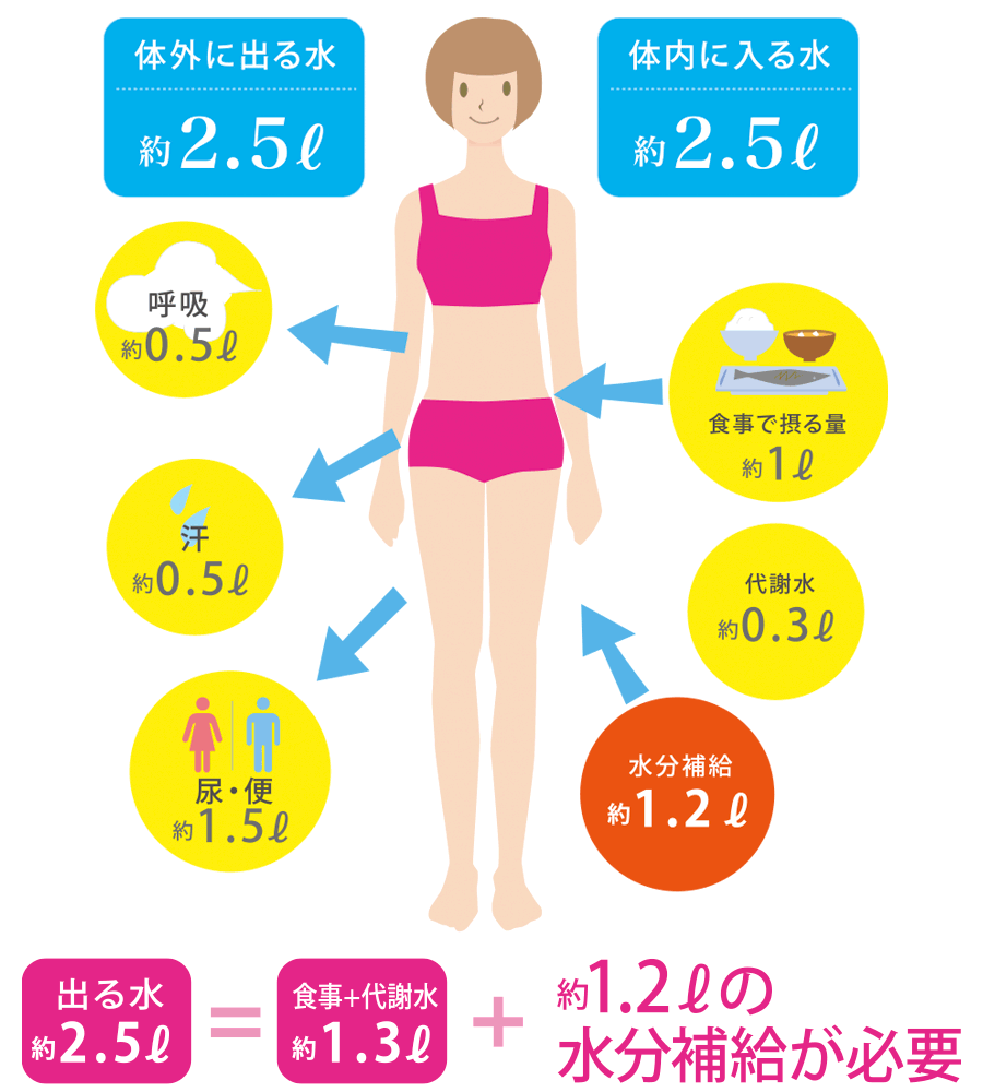 1日に必要な水分は、およそ2.5リットル