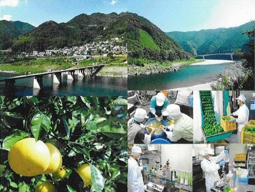 無農薬・高知県の柑橘ドリンク　生産の様子