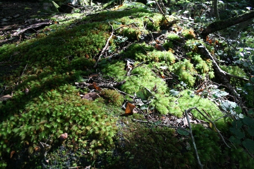 富士の樹海のコケ 山梨県富士河口湖町 こうもり穴にて