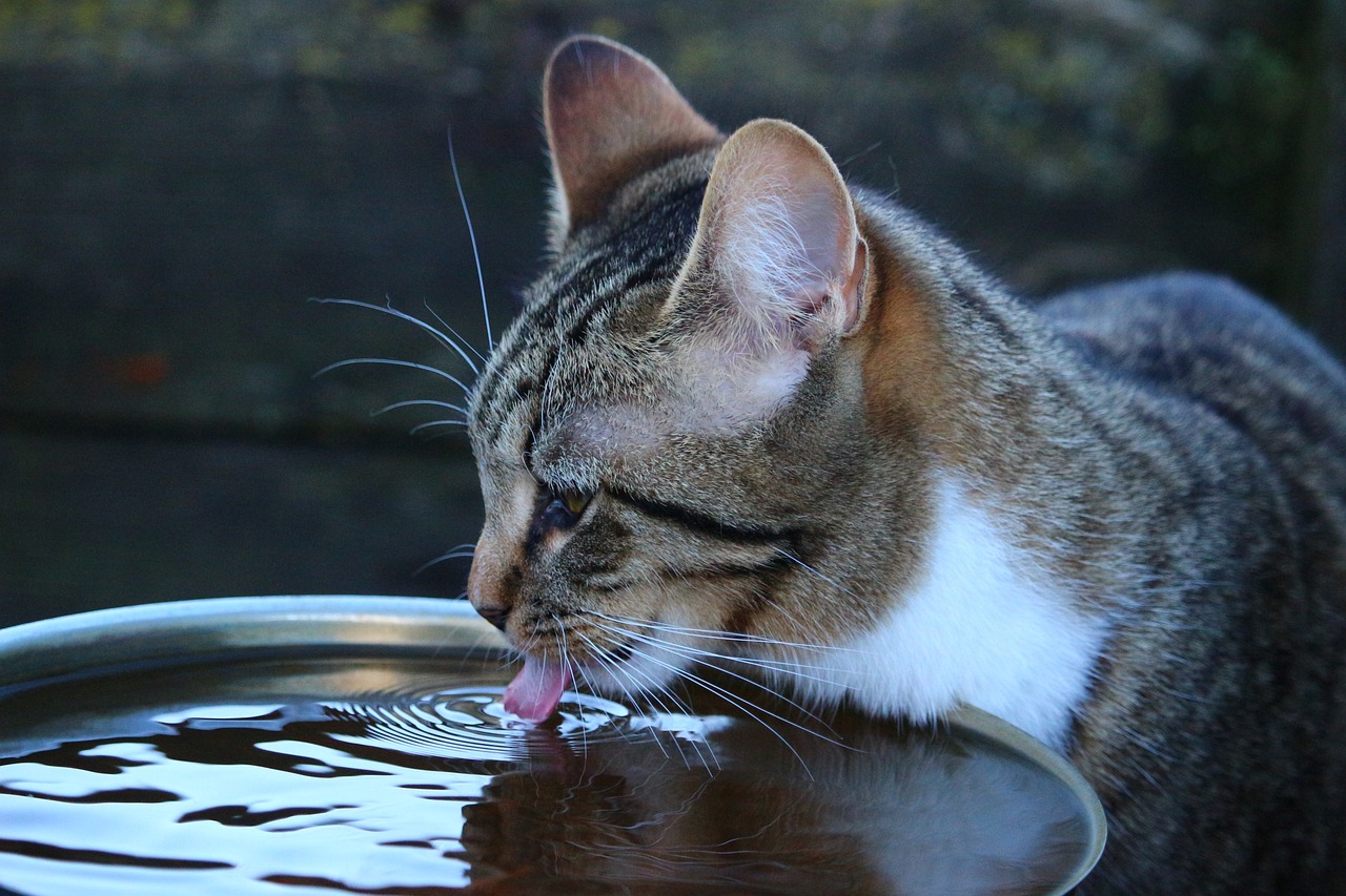 猫はウォーターサーバーのお水を飲んでもいいの？注意点とおすすめサーバーを紹介