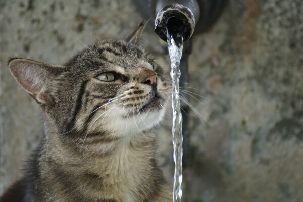 水道水とウォーターサーバーどっちがいいの？